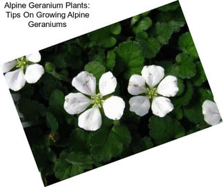 Alpine Geranium Plants: Tips On Growing Alpine Geraniums