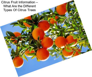 Citrus Fruit Information – What Are the Different Types Of Citrus Trees