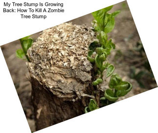My Tree Stump Is Growing Back: How To Kill A Zombie Tree Stump