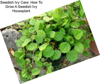 Swedish Ivy Care: How To Grow A Swedish Ivy Houseplant