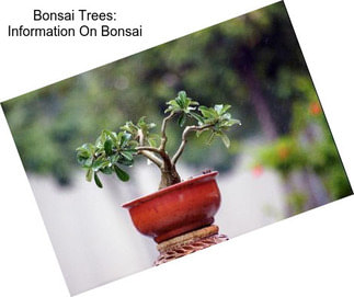 Bonsai Trees: Information On Bonsai