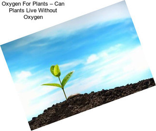 Oxygen For Plants – Can Plants Live Without Oxygen
