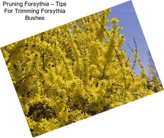 Pruning Forsythia – Tips For Trimming Forsythia Bushes