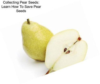Collecting Pear Seeds: Learn How To Save Pear Seeds