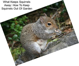What Keeps Squirrels Away: How To Keep Squirrels Out Of Garden