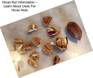 Hican Nut Information – Learn About Uses For Hican Nuts