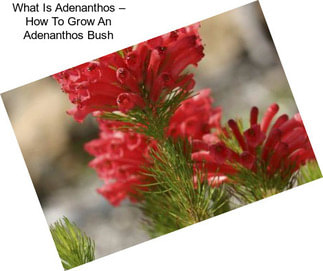 What Is Adenanthos – How To Grow An Adenanthos Bush