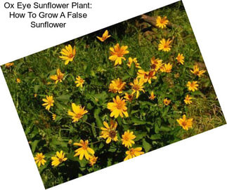 Ox Eye Sunflower Plant: How To Grow A False Sunflower