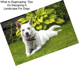 What Is Dogscaping: Tips On Designing A Landscape For Dogs