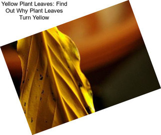 Yellow Plant Leaves: Find Out Why Plant Leaves Turn Yellow