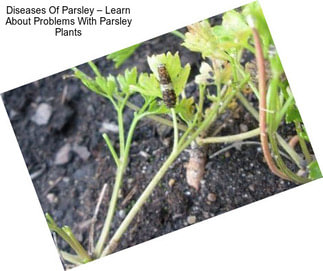 Diseases Of Parsley – Learn About Problems With Parsley Plants