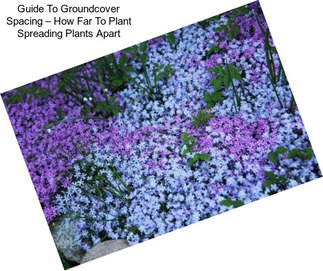 Guide To Groundcover Spacing – How Far To Plant Spreading Plants Apart