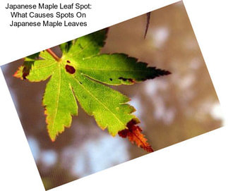 Japanese Maple Leaf Spot: What Causes Spots On Japanese Maple Leaves