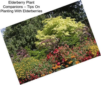 Elderberry Plant Companions – Tips On Planting With Elderberries