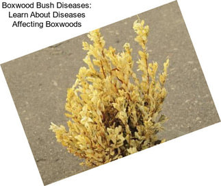 Boxwood Bush Diseases: Learn About Diseases Affecting Boxwoods