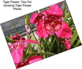 Tiger Flower: Tips For Growing Tiger Flower Plants