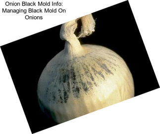 Onion Black Mold Info: Managing Black Mold On Onions