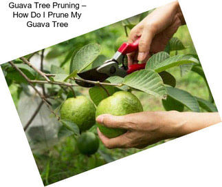 Guava Tree Pruning – How Do I Prune My Guava Tree