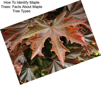 How To Identify Maple Trees: Facts About Maple Tree Types