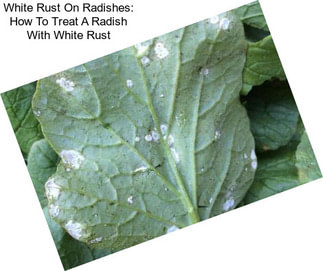 White Rust On Radishes: How To Treat A Radish With White Rust