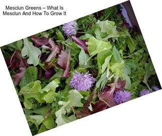 Mesclun Greens – What Is Mesclun And How To Grow It