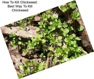 How To Kill Chickweed: Best Way To Kill Chickweed