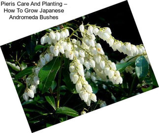 Pieris Care And Planting – How To Grow Japanese Andromeda Bushes