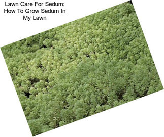 Lawn Care For Sedum: How To Grow Sedum In My Lawn