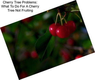 Cherry Tree Problems: What To Do For A Cherry Tree Not Fruiting