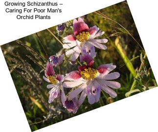 Growing Schizanthus – Caring For Poor Man\'s Orchid Plants