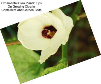 Ornamental Okra Plants: Tips On Growing Okra In Containers And Garden Beds