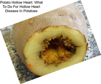 Potato Hollow Heart: What To Do For Hollow Heart Disease In Potatoes