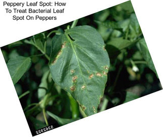 Peppery Leaf Spot: How To Treat Bacterial Leaf Spot On Peppers