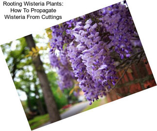 Rooting Wisteria Plants: How To Propagate Wisteria From Cuttings