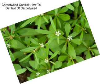 Carpetweed Control: How To Get Rid Of Carpetweed