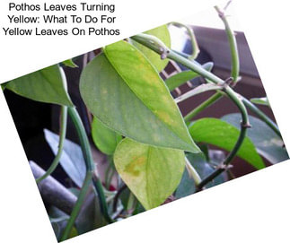 Pothos Leaves Turning Yellow: What To Do For Yellow Leaves On Pothos
