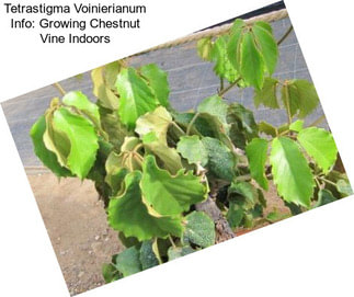 Tetrastigma Voinierianum Info: Growing Chestnut Vine Indoors