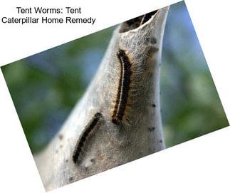 Tent Worms: Tent Caterpillar Home Remedy