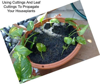Using Cuttings And Leaf Cuttings To Propagate Your Houseplants
