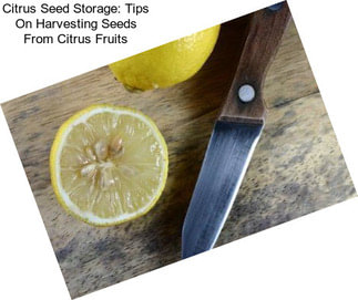 Citrus Seed Storage: Tips On Harvesting Seeds From Citrus Fruits