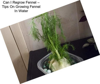 Can I Regrow Fennel – Tips On Growing Fennel In Water