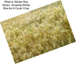 What Is Winter Rye Grass: Growing Winter Rye As A Cover Crop