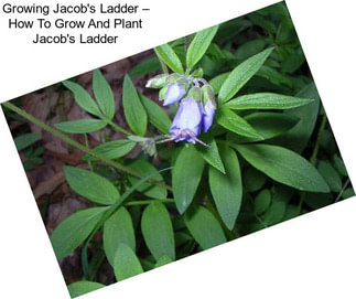 Growing Jacob\'s Ladder – How To Grow And Plant Jacob\'s Ladder