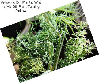 Yellowing Dill Plants: Why Is My Dill Plant Turning Yellow
