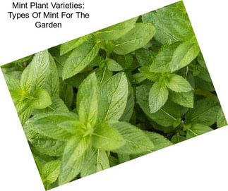 Mint Plant Varieties: Types Of Mint For The Garden