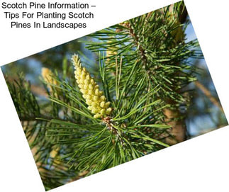 Scotch Pine Information – Tips For Planting Scotch Pines In Landscapes