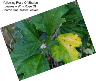 Yellowing Rose Of Sharon Leaves – Why Rose Of Sharon Has Yellow Leaves