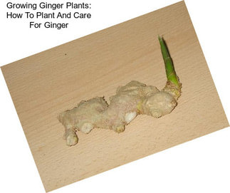 Growing Ginger Plants: How To Plant And Care For Ginger