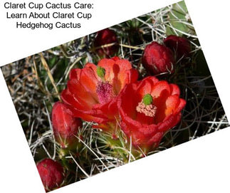 Claret Cup Cactus Care: Learn About Claret Cup Hedgehog Cactus
