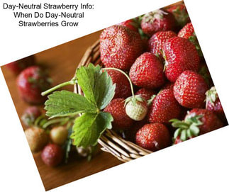 Day-Neutral Strawberry Info: When Do Day-Neutral Strawberries Grow